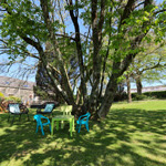 seti tu allan yn crugeran a choeden fawr